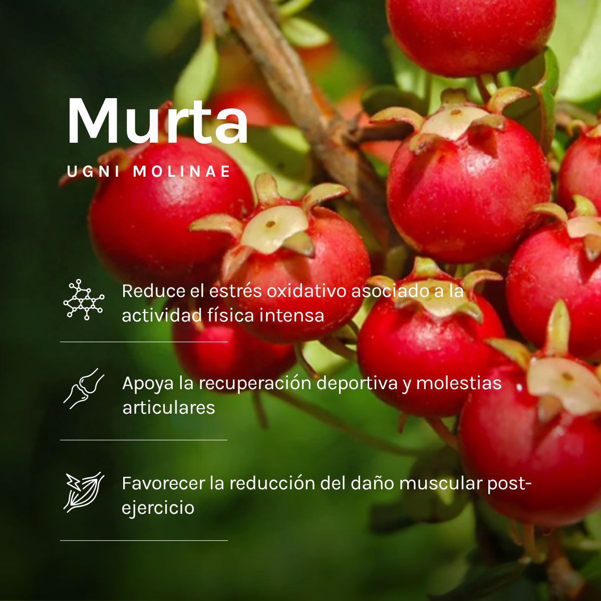 BOX 6 GELES ENERGETICOS - BLITZ SPORTS NUTRITION